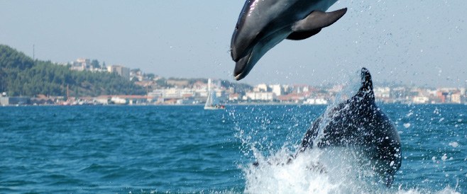 Observer les dauphins à Setúbal