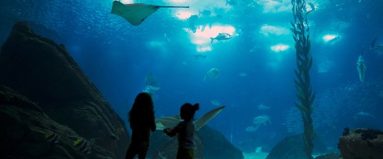 L’Oceanário de Lisbonne